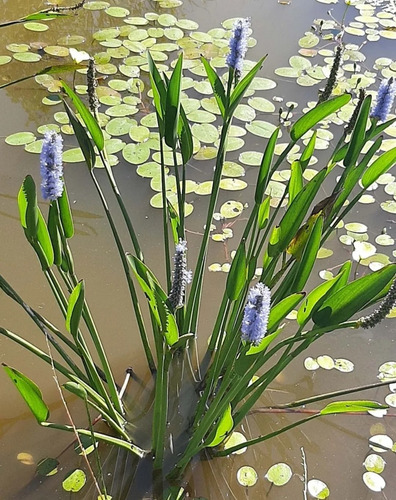 Pontederia Lanceolata. Planta.