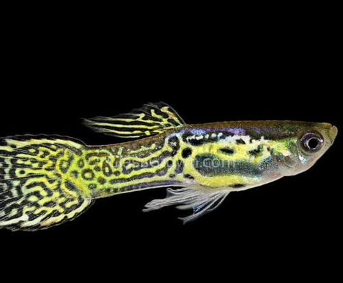 Guppy Endler Cobra ( Poecilia Wingei ) Casal Verde