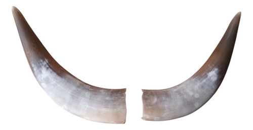 Cuernos De Toro De 33 Cm De Largo Cada Uno (#63)