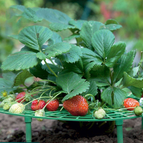 Estante Para Plantar Fresas: Marco De Soporte Para Balcón Y