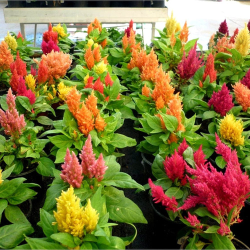 40 Semillas Celosia Plumosa Mix - Calidad Premium