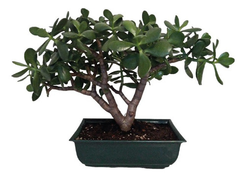 Bonsai Arbol De Jade Abundancia Arte Japones Deco Oriental