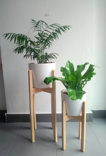 Set Plantas Interior Palmera Dieffenbachia Syngonium Helecho