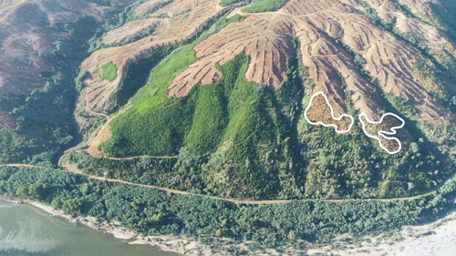 Predio Forestal En Constitución, Regeneración Plan De Manejo