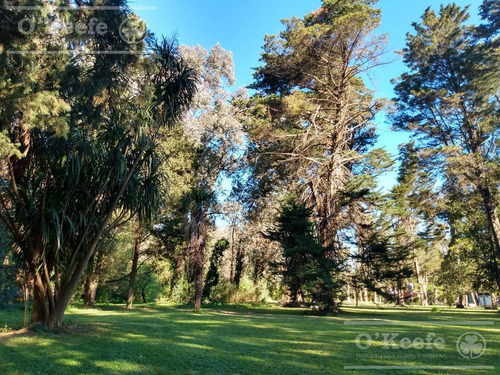 Imagen 10 de 20 de Quinta En Venta En Abasto 4180 Mts. Con Muy Buena Forestación
