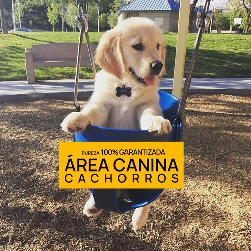 Golden Retriever 100% Puros En San Vicente - Area Canina