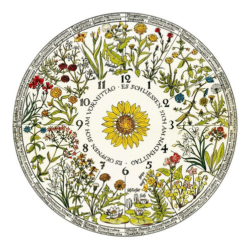Cuadro Canvas  Bastidor Reloj Floral Linneo 60x60 Cm Mycarte