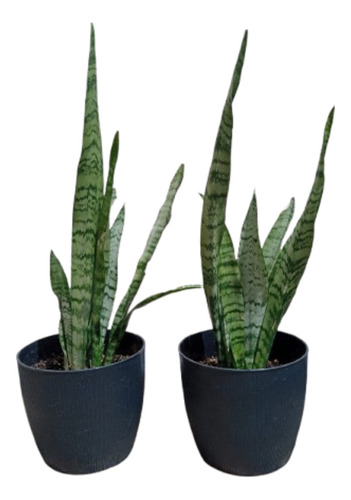 Planta Espada San Jorge Lengua De Suegra 8 Varas Con Maceta