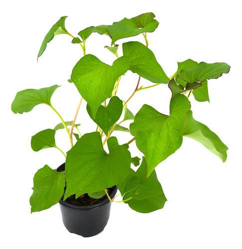 Planta De Houttuynia Cordata, Ornam-medic-nutric