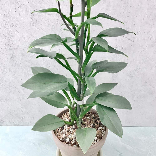Filodendro Plateado. Philodendron Hastatum. Silver Sword