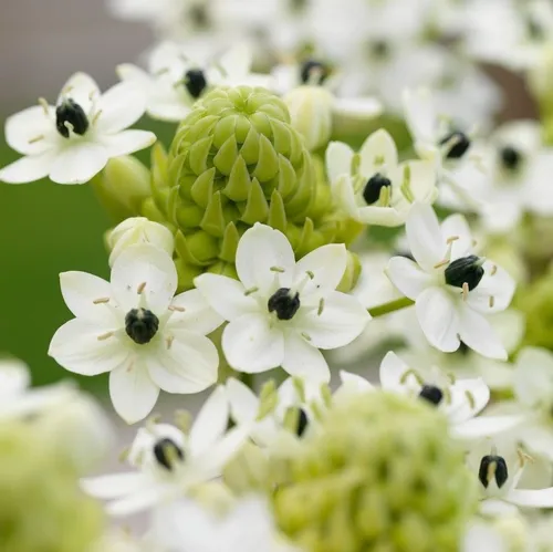 Bulbos X2 De Ornithogalum Arabicum Blanco Bulbo De Holanda