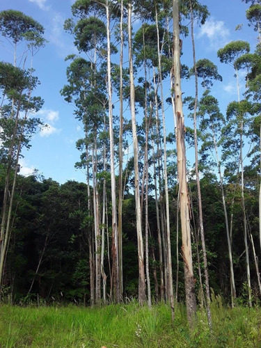 Chácara À Venda No Bairro Chapadão Figueira - Botuverá/sc - 1412c