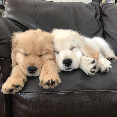 Cachorros Puros En Criadero Tribu, Tambien Envios Soy Guada