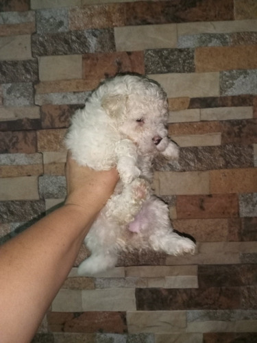 Imagen 3 de 4 de Caniche Mini Hembra