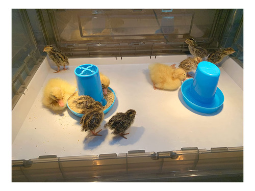 Hkdq Chick Brooder, Caja De Cría Para Pollitos, Calentador D