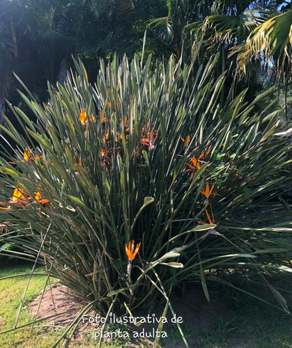 Strelitzia Juncea En Maceta De 10 Lt.