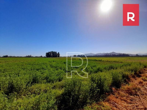 Imagen 6 de 10 de Terreno 5000 M2/ Calle Los Perros/ Talagante