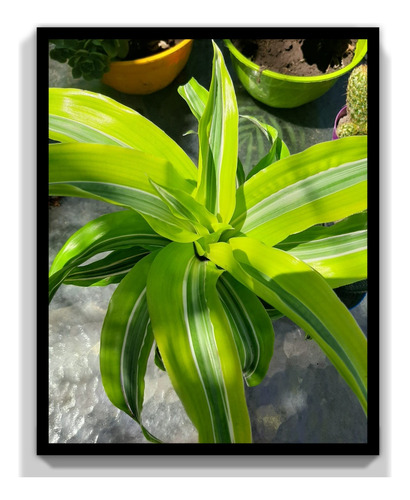 Dracena Lemon Exclusiva 