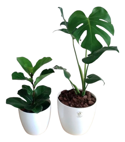 Combo Pandurata (ficus Lyrata) + Monstera + Maceta Premium 