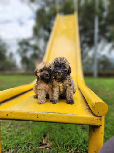 Cachorros Poodle Miniatura 45