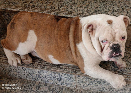 Imagem 3 de 8 de Bulldog Inglês Exótico Disponível