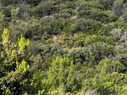 Parcela De 2,8 Hectareas En Caleu, Los Talhuenes. Til Til