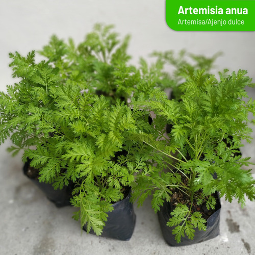 Artemisia Annua/ Artemisa