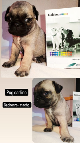 Cachorro Pug Carlino