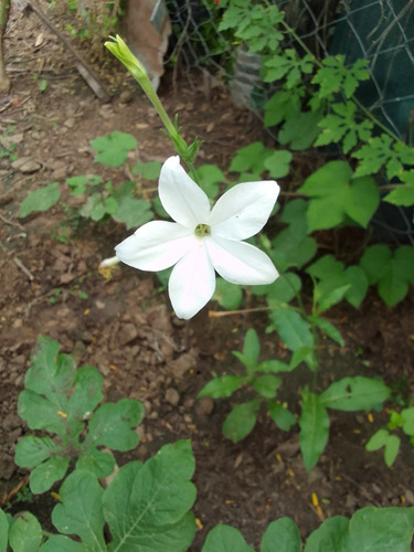 Semillas De Flor Silvestre Del Campo. Color Blanco.