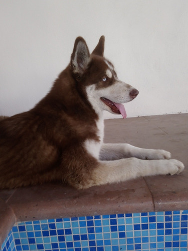 Perritos Husky Siberiano 