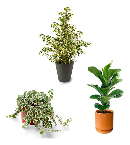 Salon Ficus Planta