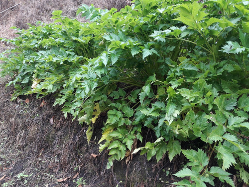 Se Vende Finca Cafetera En El Tolima