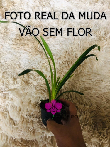 Imagem 4 de 7 de Orquídea Negra Cymbidium Kiwi Midnight Muda Pequena