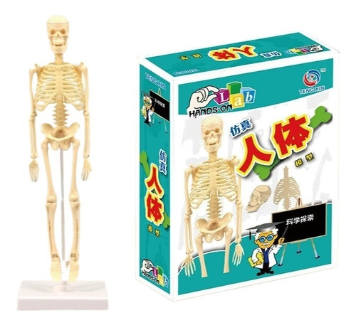 Maqueta De Esqueleto Humano, Herramientas Didácticas De Bric