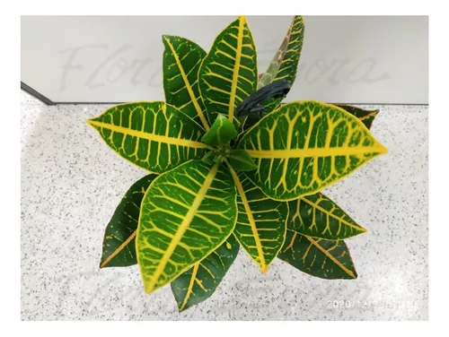 Croton imperial best sale