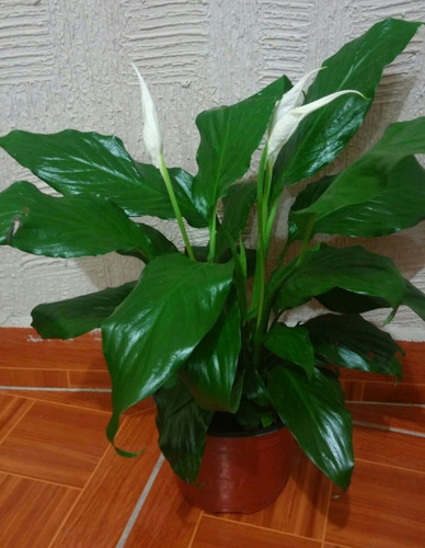 Cuna De Moisés