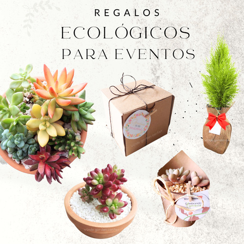 10 Plantas Suculentas En Tazón De Barro. Recuerdos Sólo Cdmx