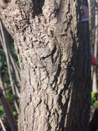 Imagen 5 de 6 de Arbol Ceibo, Árbol Del Coral T20/25cm 65lts