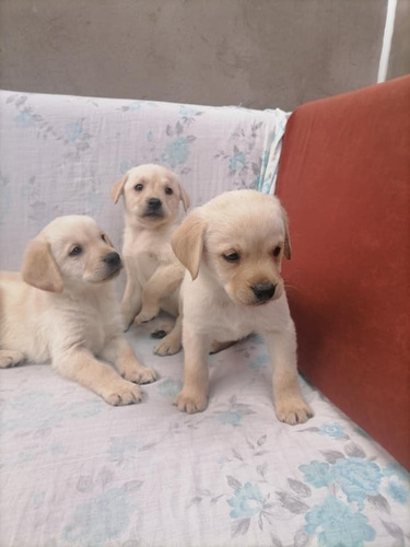 Criadero Labrador Mascotas Medellin Rionegro Bogota Cali