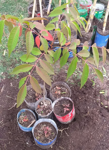 Semillas De Rhus (30 Unidades)