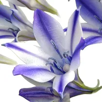 Comprar Bulbos De Brodiaea Rudy Azul Y Blanca X 5 Bulbos Imp Holanda