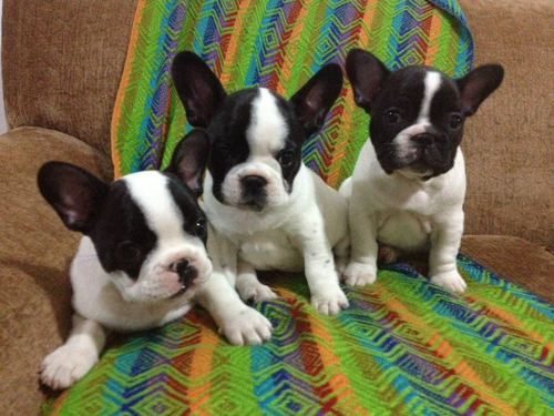Cachorros Bulldog Francés, Padres Importados Full Pedigri