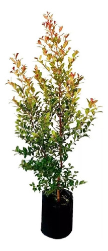 Eugenia Myrtifolia Arbusto Para Cerco 10lts