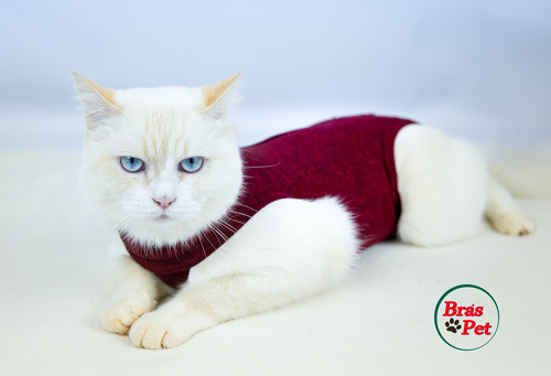 Roupa N4 Pós Cirúrgica Castração - Gatos - 5 Á 6,5kg