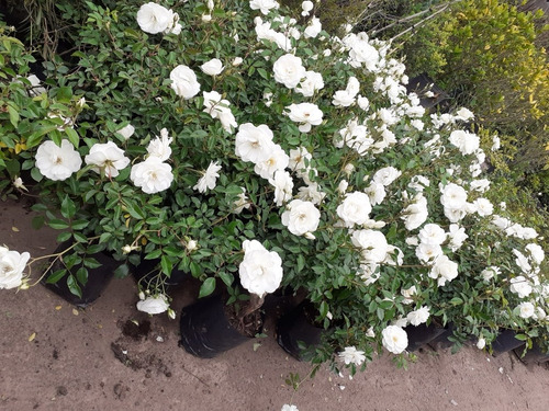 Imagen 3 de 3 de Rosal Iceberg, Rosal Blanco Perfumado 10lts