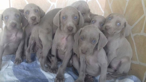 Weimaraner 