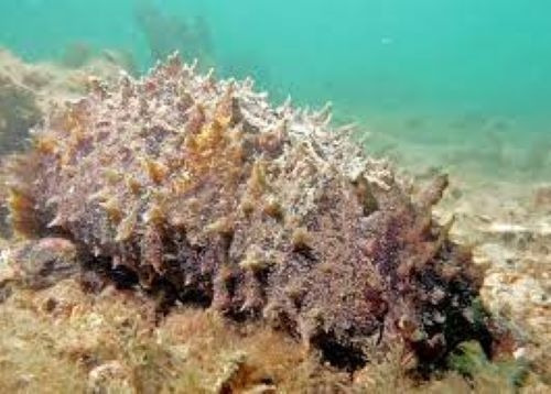 Invertebrado Marino - Dolabella Auricularia