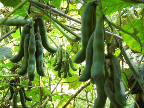Mata De Mucuna Para El Tratamiento Del El Parkinson (l-dopa)