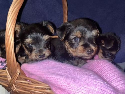 Permuto Cachorros Yorkie Mini Terrier Puros 