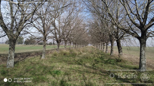 Imagen 6 de 29 de Chacra De 29 Has En Venta En Baradero - Ideal Fin De Semana Y Producción Agrícola